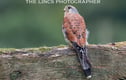 Kestrels