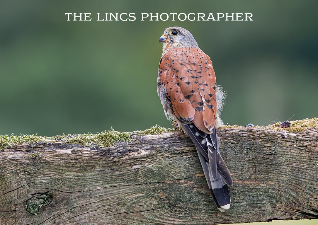 Kestrel print (Limited edition of 10)