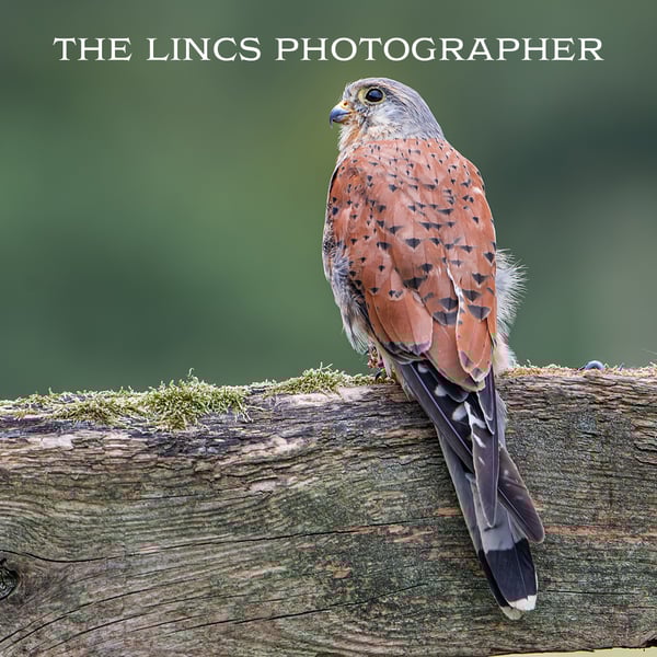 Kestrel print (Limited edition of 10)