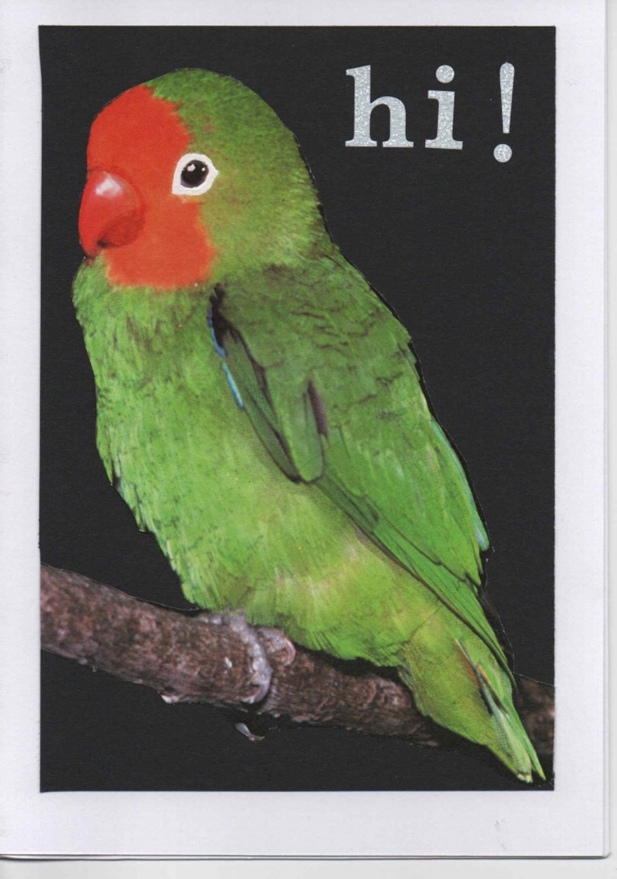 A 02 Hi!  - Love bird 