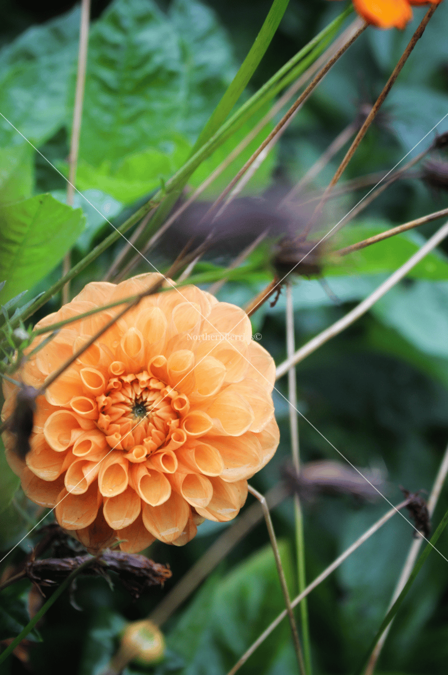Dahlia 