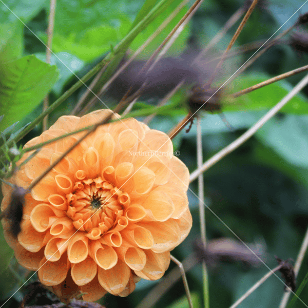 Dahlia 