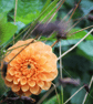 Dahlia 