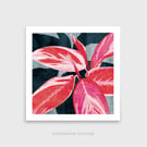Stromanthe triostar Stromanthe sanguinea Botanical Square Art Print