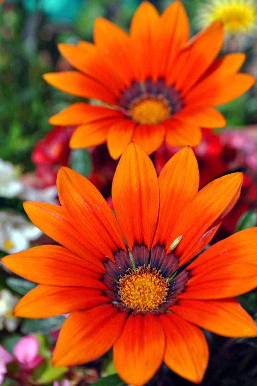 Orange Gazania African Daisies Summer Flower Photograph Print
