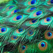 Crafty Peacock
