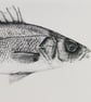 Euroean Seabass card - Image 2