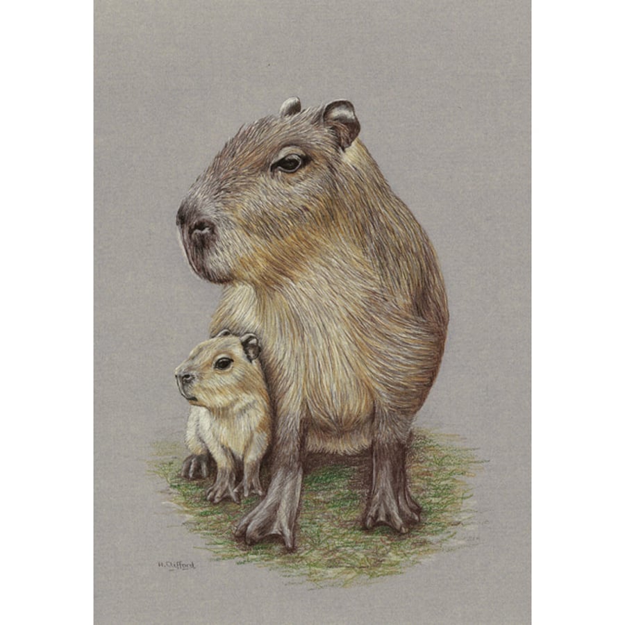 Capybara Fine Art Print