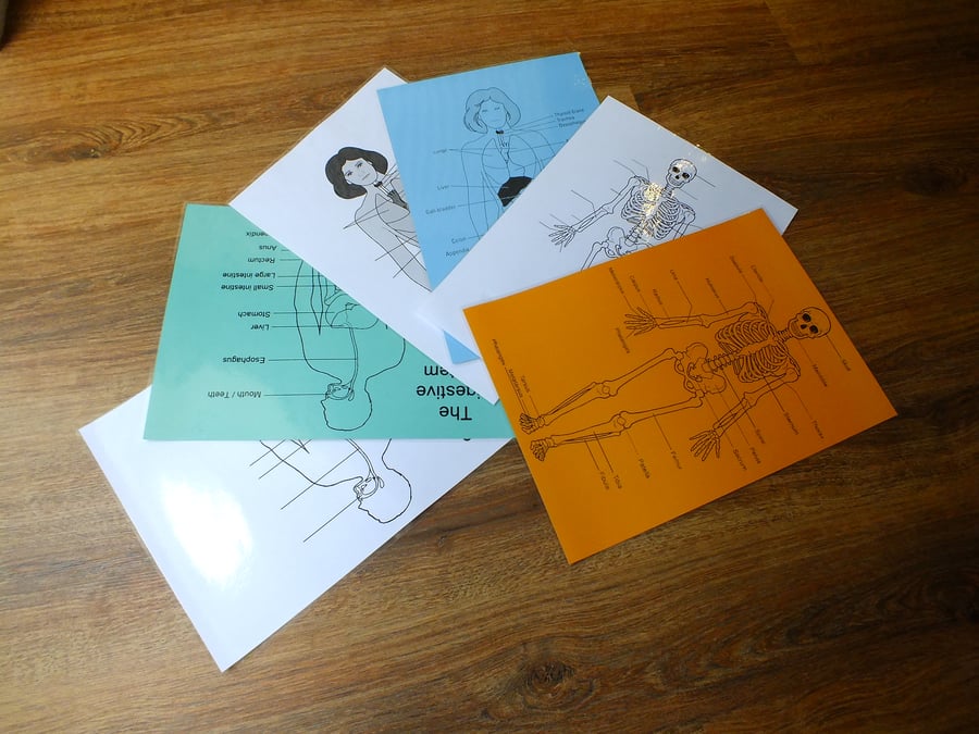 Human Body Wipeable Diagrams Labelled and Blank