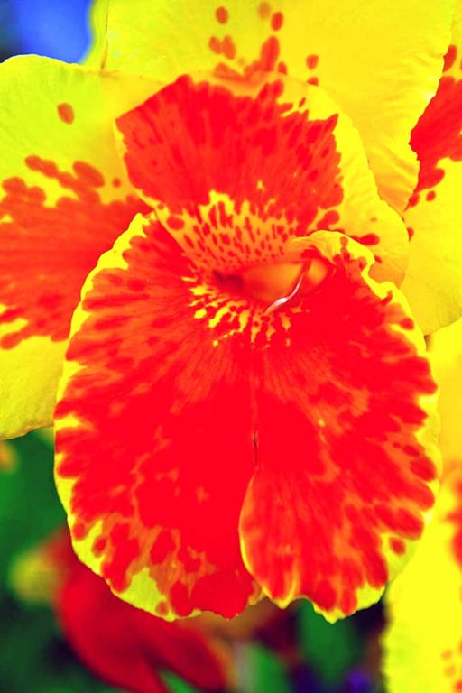Yellow And Red Madeira Iris Summer Flower Photograph Print