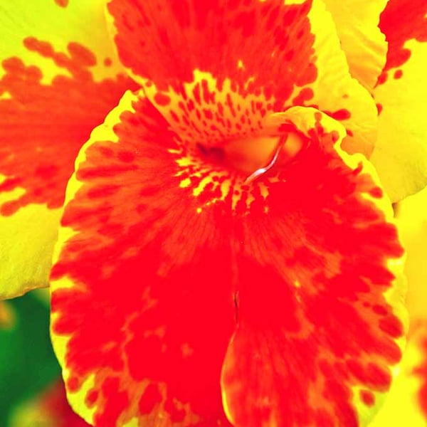 Yellow And Red Madeira Iris Summer Flower Photograph Print