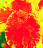 Yellow And Red Madeira Iris Summer Flower Photograph Print