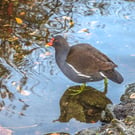 Photographic Greetings Card featuring A Moorhen beside a lake,  