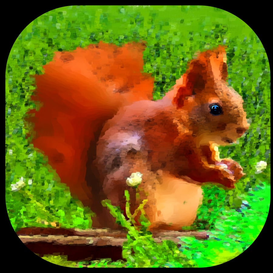 Squirrel Coaster; High Gloss Finish; Wonderful Colours