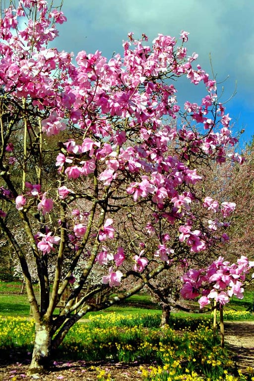 Magnolia Tree Blossom Batsford Arboretum Cotswolds UK Photograph Print