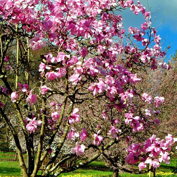Magnolia Tree Blossom Batsford Arboretum Cotswolds UK Photograph Print