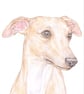 Oscar the Whippet - Birthday Card - Image 1