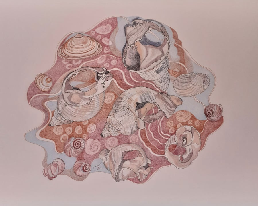 Shell themed, coloured pencil drawing,`Ebb and Flow`