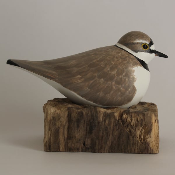 Little ringed plover