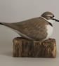 Little ringed plover - Image 1
