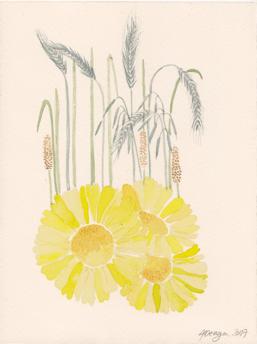 Balranald Corn Marigold - watercolour painting