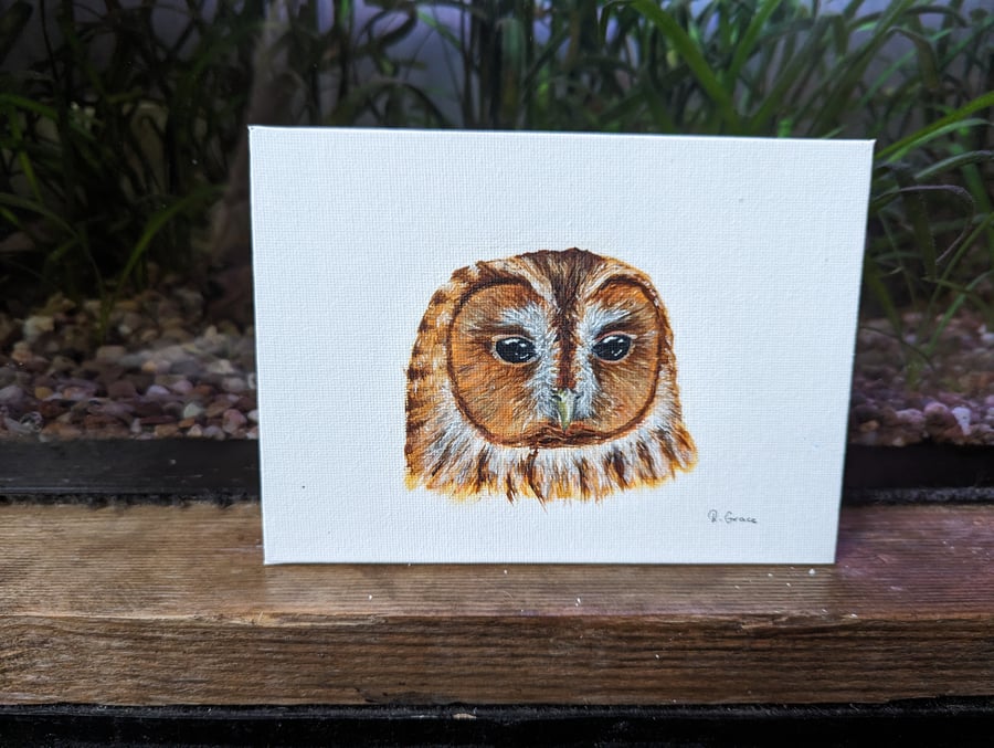 Tawny Owl Portrait Painting 