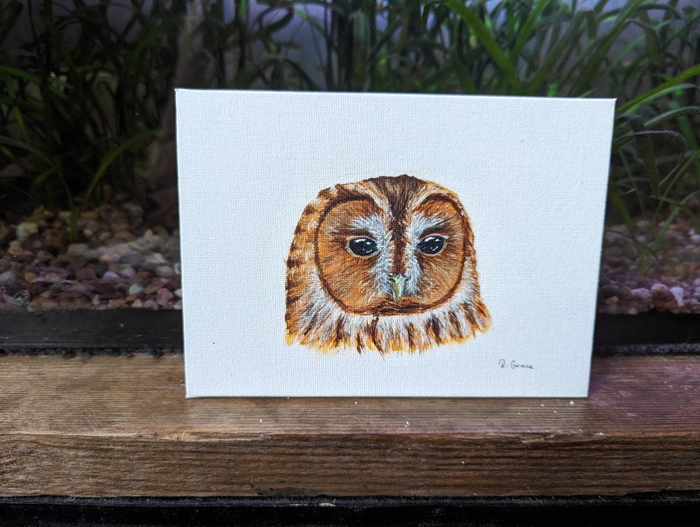 Tawny Owl Acrylic Portrait Painting 