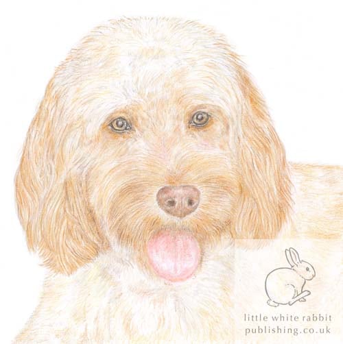 Bella the Cockapoo - Blank Card