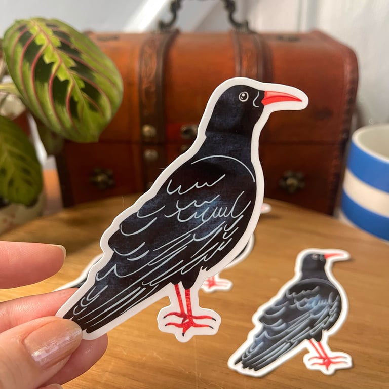 Cornish Chough Sticker - Cornwall Stickers 