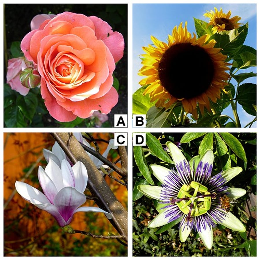 'Bloomin' Marvellous!' 8”x 8” print: Rose, Sunflowers, Magnolia, Passion Flower 