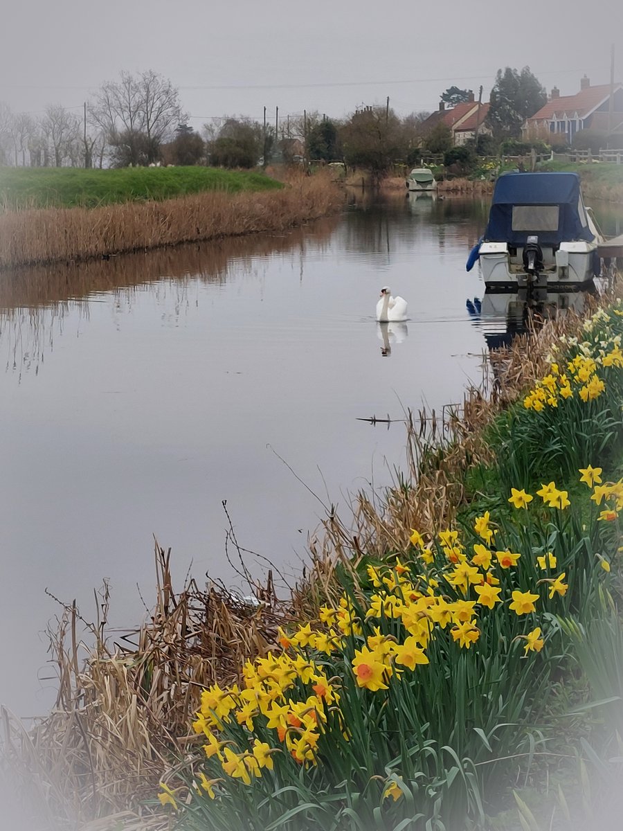 A5 Greeting Card Swan & Daffodils Well Creek March Norfolk