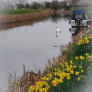 A5 Greeting Card Swan & Daffodils Well Creek March Norfolk