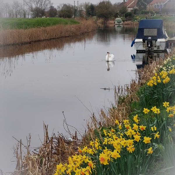 A5 Greeting Card Swan & Daffodils Well Creek March Norfolk