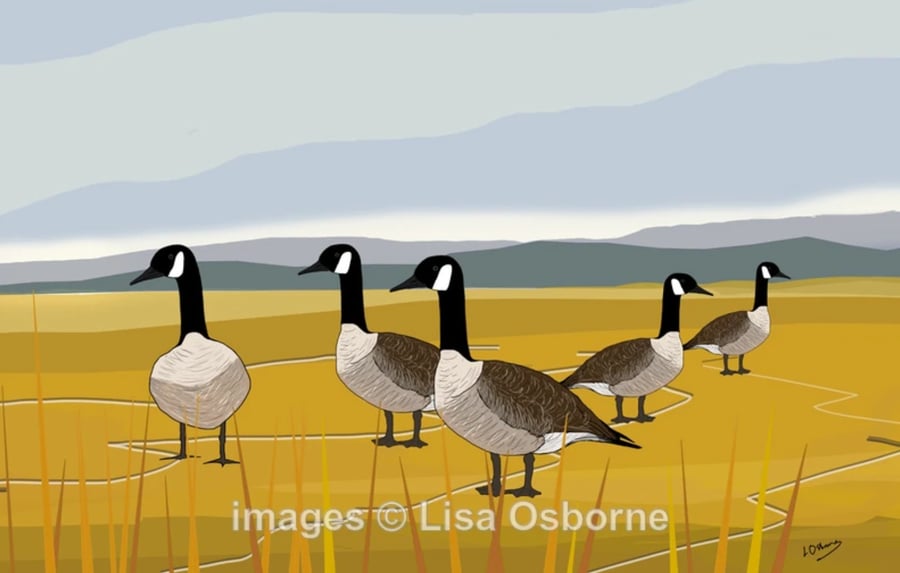 Canada geese - A5 signed print from digital illustration