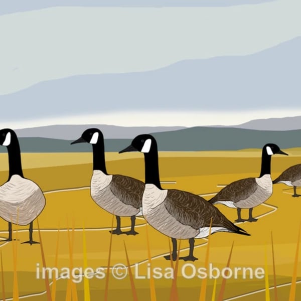 Canada geese - A5 signed print from digital illustration