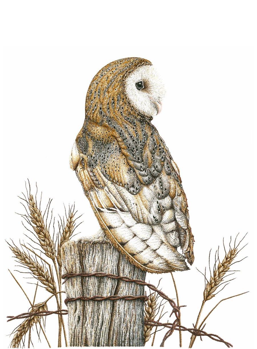 Barn Owl hand signed giclee print, original wildlife art from Cornwall