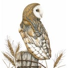 Barn Owl hand signed giclee print, original wildlife art from Cornwall