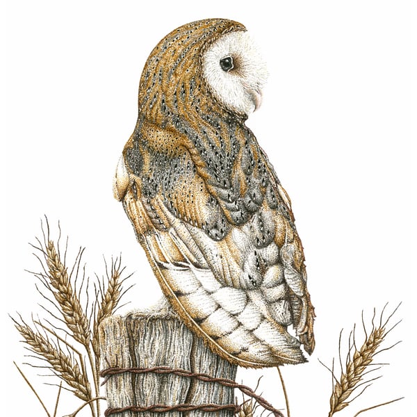 Barn Owl hand signed giclee print, original wildlife art from Cornwall