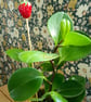 Strawberry Plant Stake - Image 2
