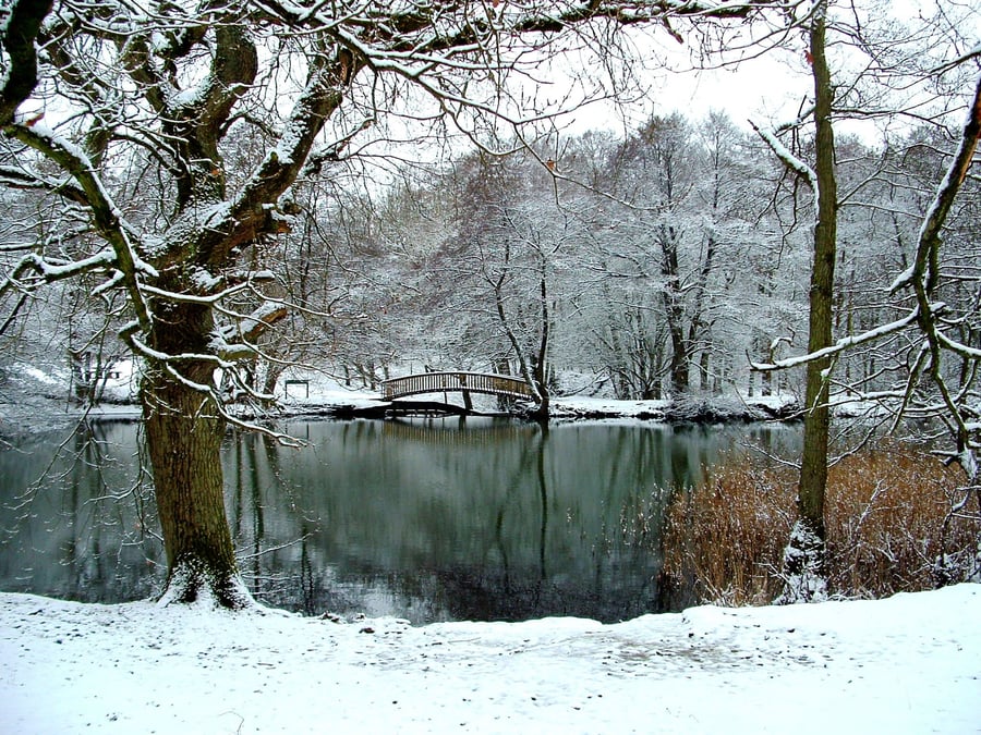 Cannop ponds in the snow