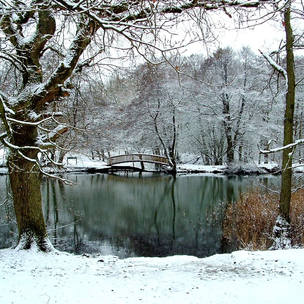 Cannop ponds in the snow