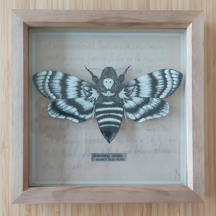 Death's Head Hawk Moth- Original Illustration 