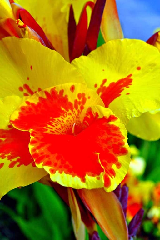 Yellow And Red Madeira Iris Summer Flower Photograph Print
