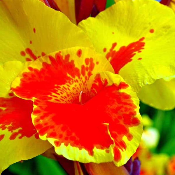 Yellow And Red Madeira Iris Summer Flower Photograph Print