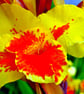 Yellow And Red Madeira Iris Summer Flower Photograph Print