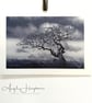 Art Photograph Windblown Tree - Three Colour Choice Black & White Pink or Sepia