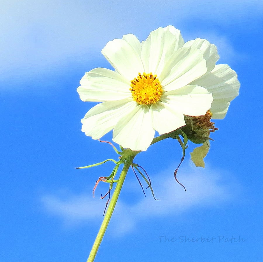 Flower, a bee's eye view. A card featuring an original photograph.