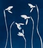 Snowdrops Cyanotype Card