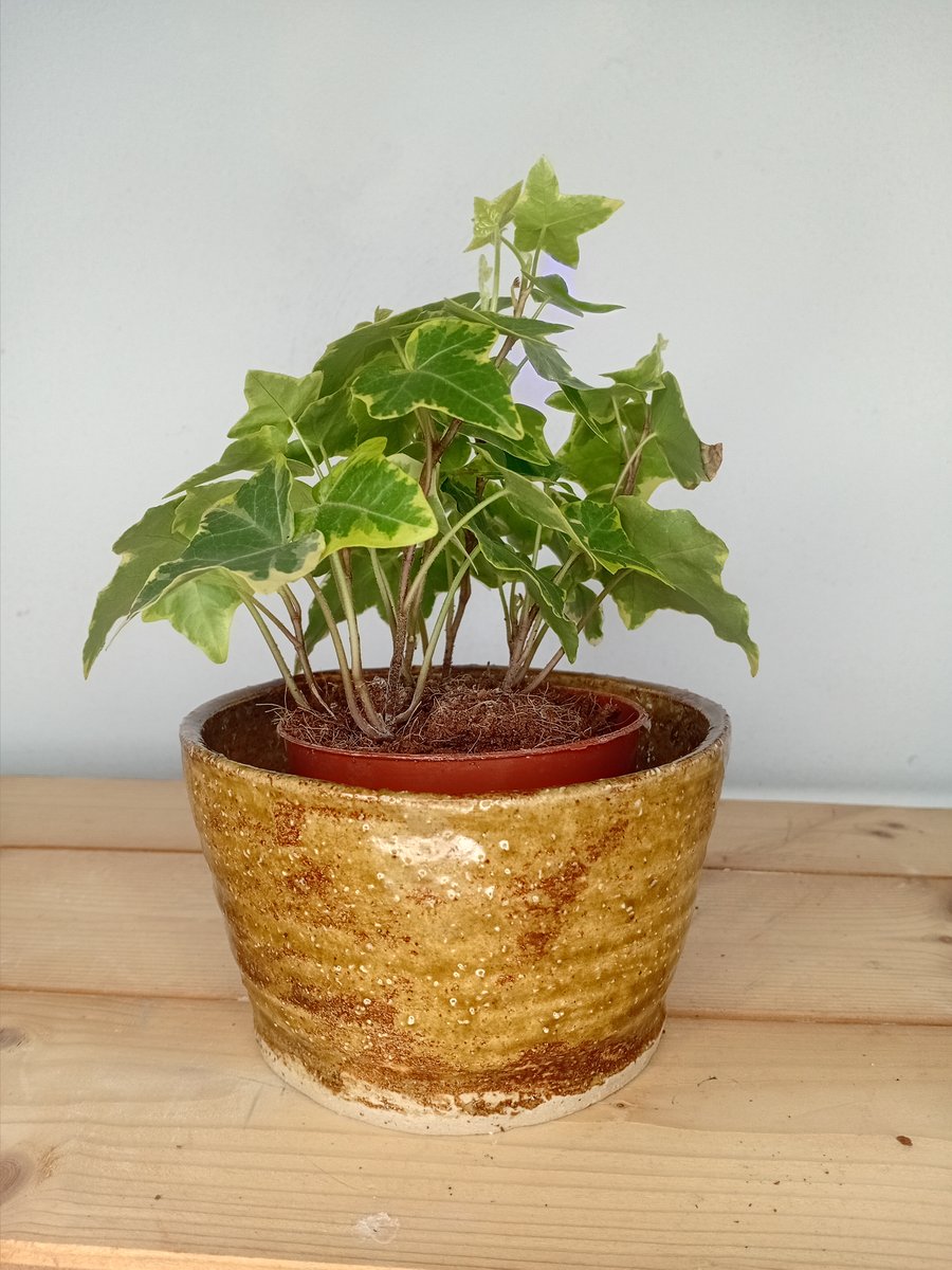 Ceramic Red brown spring bulb planter hand made thrown