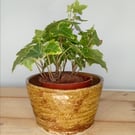 Ceramic Red brown spring bulb planter hand made thrown